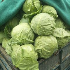 博爱县包菜大量上市中，颜色绿
