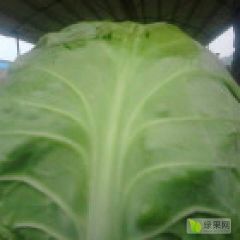 中甘21绿色甘蓝河南焦作上市中