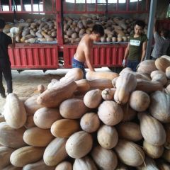 金韩密本南瓜  糖尿病人的专用蔬菜