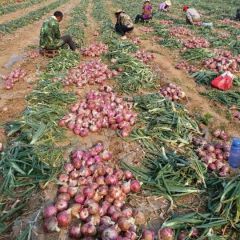 河南洋葱品质好价不高！