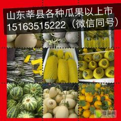 山东久红瑞，瑞红，甜瓜大量上市中，诚信合作
