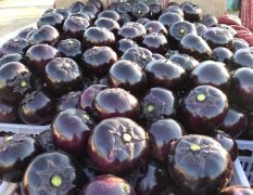 紫光黑园茄，大量上市，质量好，个大，2斤左右