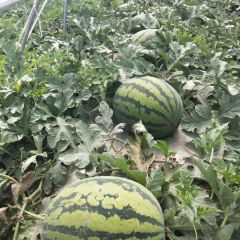 陕西甜王西瓜批发甜王西瓜价格