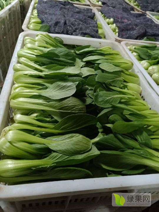 2019年山东曹县小油菜价格