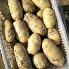 滕州市三膜土豆大量上市，价格稳定，个头大薯行好，黄片黄心，有要的请连