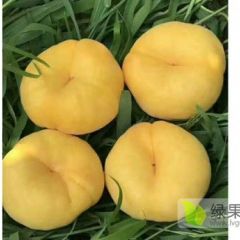 产地直销黄金毛蟠桃，脆甜可口，营养丰富，7月成熟