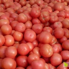 优质西红柿大量上市