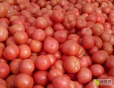 优质西红柿大量上市