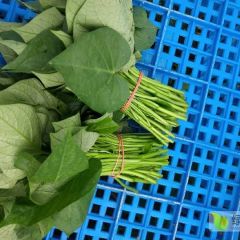 无锡市宜兴大批量供应大棚蔬菜