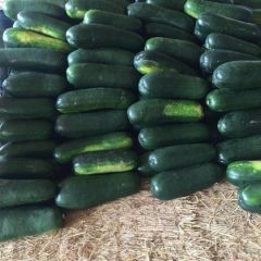 广西南宁坛洛冬瓜