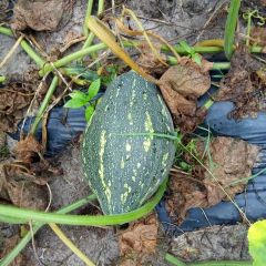 广东恩平香芋南瓜早买早赚