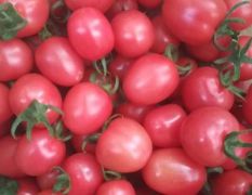 樱桃西红柿大量上市，千禧，贝贝，欢迎选购！