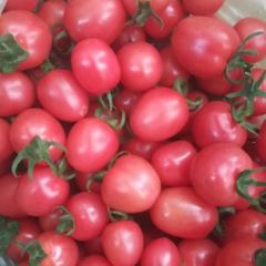 樱桃西红柿大量上市，千禧，贝贝，欢迎选购！