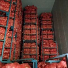 大量供应黄皮洋葱