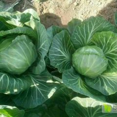 河北甘蓝上市中需要的联系