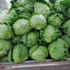 漂亮的甘蓝上市