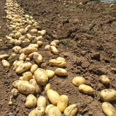 山东省济宁市泗水县杨柳镇土豆，销售大江南北