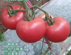 越夏耐热耐裂大果番茄-拉菲1号