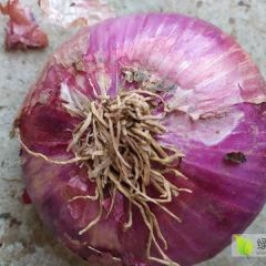 西昌洋葱上市量大质优