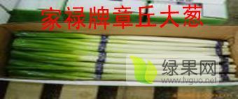 日本晚抽一本大葱种子 日本铁杆钢葱种