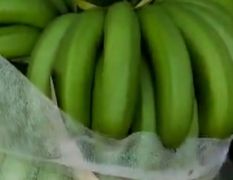 海南优质香蕉