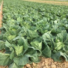 湖北嘉鱼牛心甘蓝/争春尖包菜大量上市（3-5月）