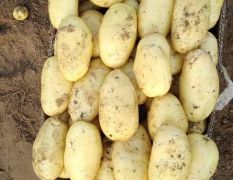 滕州市荷兰十五土豆 大量出售 滕州阿鹏农业