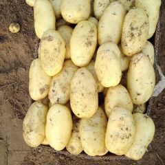 滕州市荷兰十五土豆 大量出售 滕州阿鹏农业