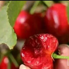 预售早大果，红灯，拉宾斯，萨米托，美早大樱桃