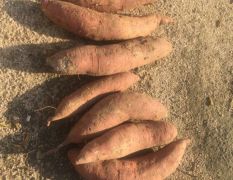 纯山地窖存济薯26，红皮黄壤