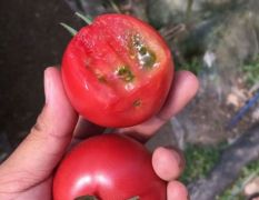 口感番茄“戴安娜”种子、种苗、果品供应~
