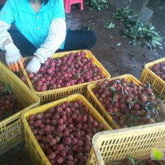 2019年茂名荔枝即将成熟-荔枝代收荔枝代购