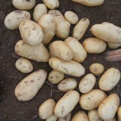 滕州绿色有机土豆，长白葱