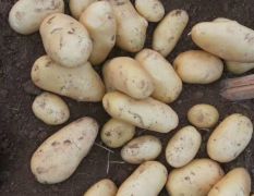 滕州绿色有机土豆，长白葱
