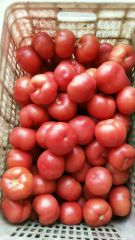 山东聊城供应优质硬粉西红柿
