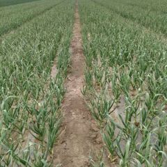 欢迎选购优质大蒜