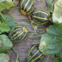 寒亭区冰糖子甜瓜产地直销