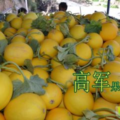 陕西蒲城大棚久红瑞大量上市质量高价格合适