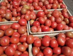 山东曹县精品西红柿硬粉正在出售