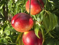 产地直销珍珠枣油桃，脆甜可口，耐运输，8月份成熟