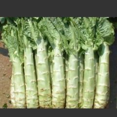 山东郯城县莴苣（各种莴苣，成色好新鲜）