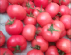 硬粉西红柿大量上市主产区直销
