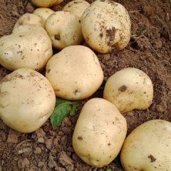 山东省泗水县本地土豆销售大江南北