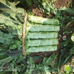 山东临沂郯城大量精品莴笋开始供应
