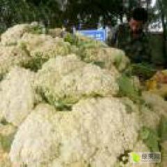 兰州市红古区精品白面青梗松花菜，甘兰，娃娃菜