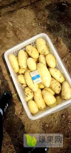 山东济南平阴店子三模荷兰十五土豆大量上市