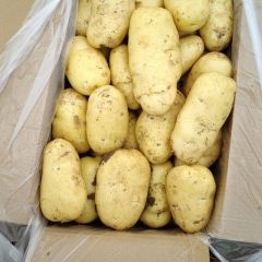 山东肥城供应大棚荷兰十五土豆