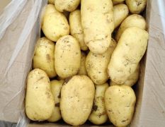 山东肥城供应大棚荷兰十五土豆