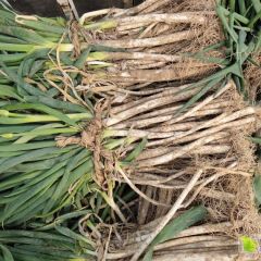 千亩长白大葱开始甩卖有意的老板联系