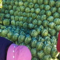 湖北嘉鱼牛心甘蓝质量上乘